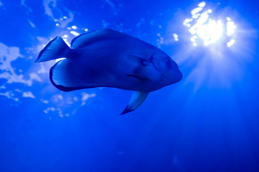 A solitary blue fish swims in deep ocean water.