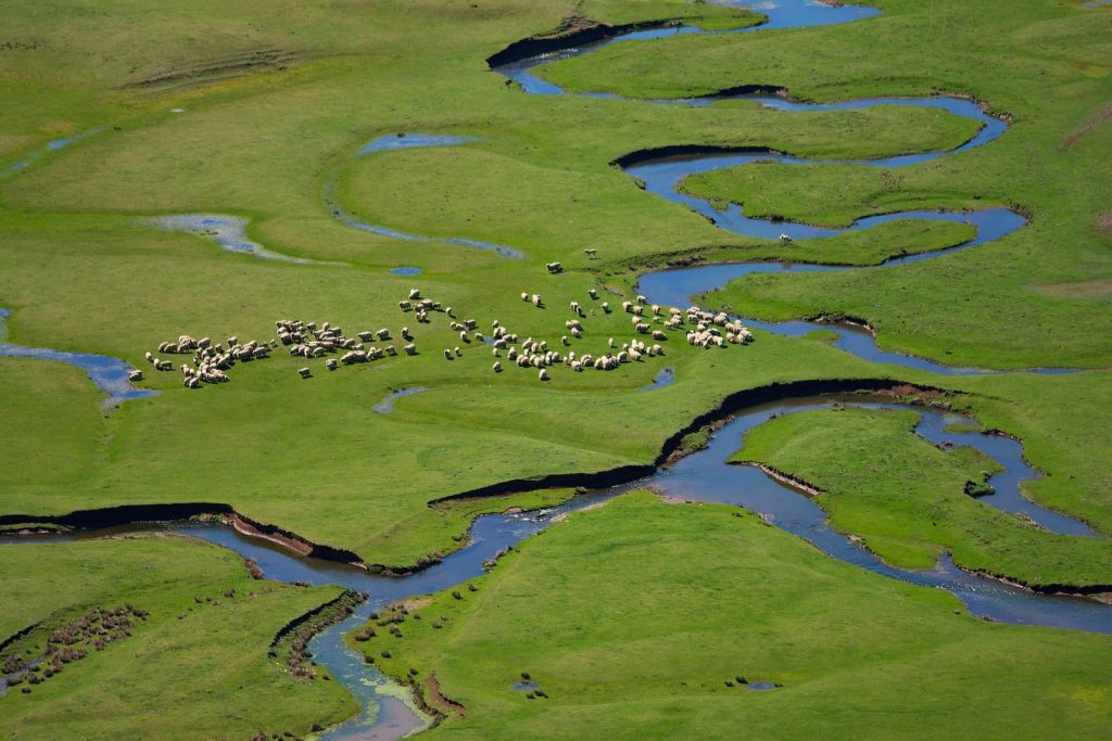 Aerial view of a sheep herd grazing near a winding river in lush green fields of Ordu, Turkey.