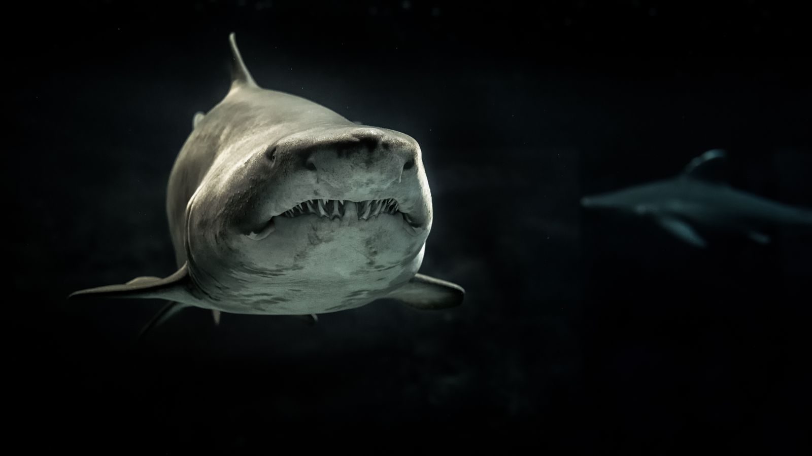 The Hidden Deep Sea Shark Older Than Human History