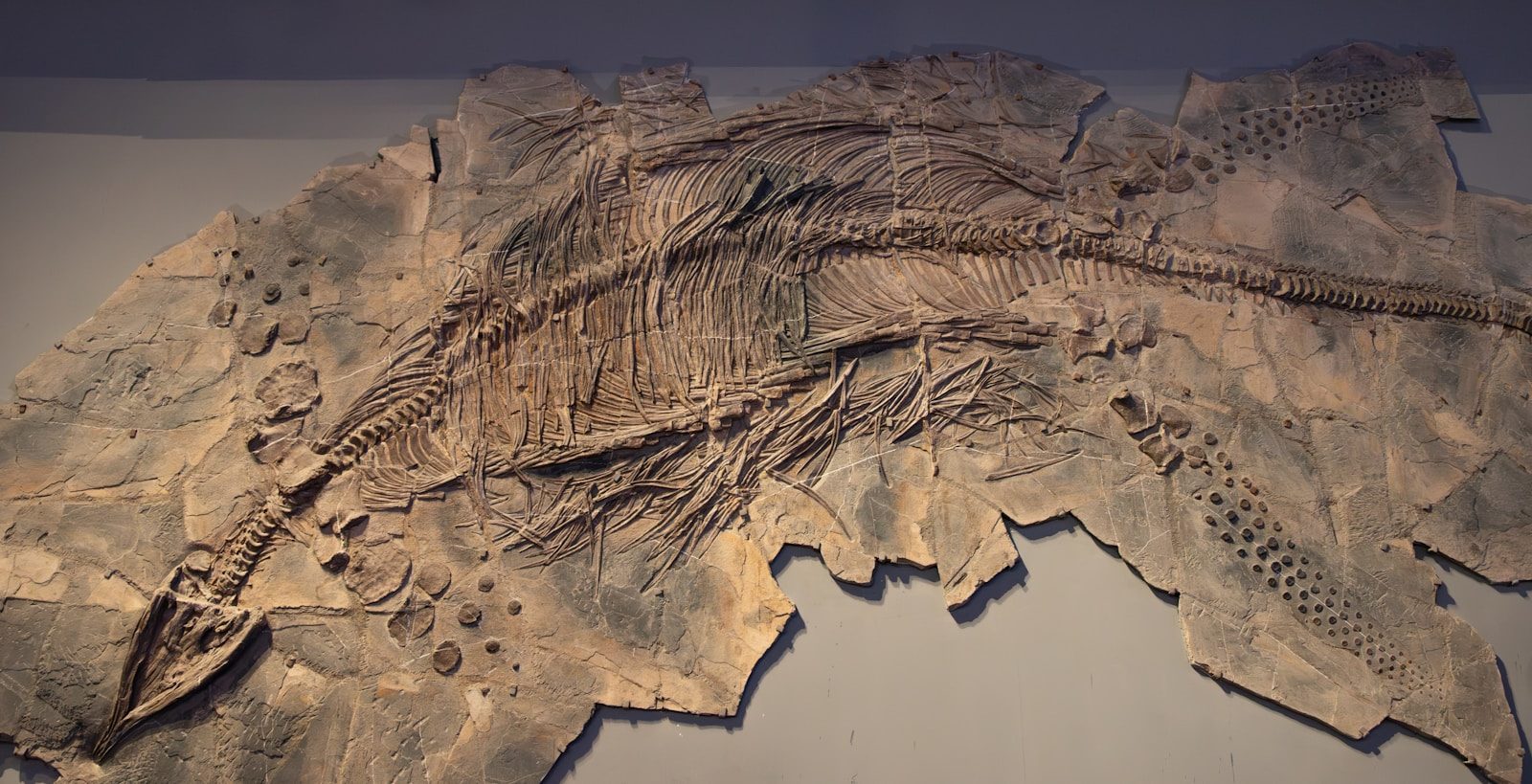 The Colossal Ancient Scorpion That Ruled Prehistoric Oceans