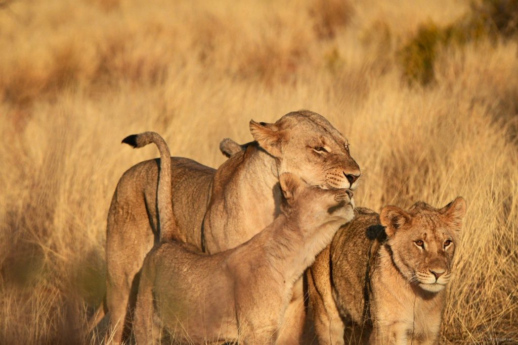 Three lions stand together in tall, dry grass.