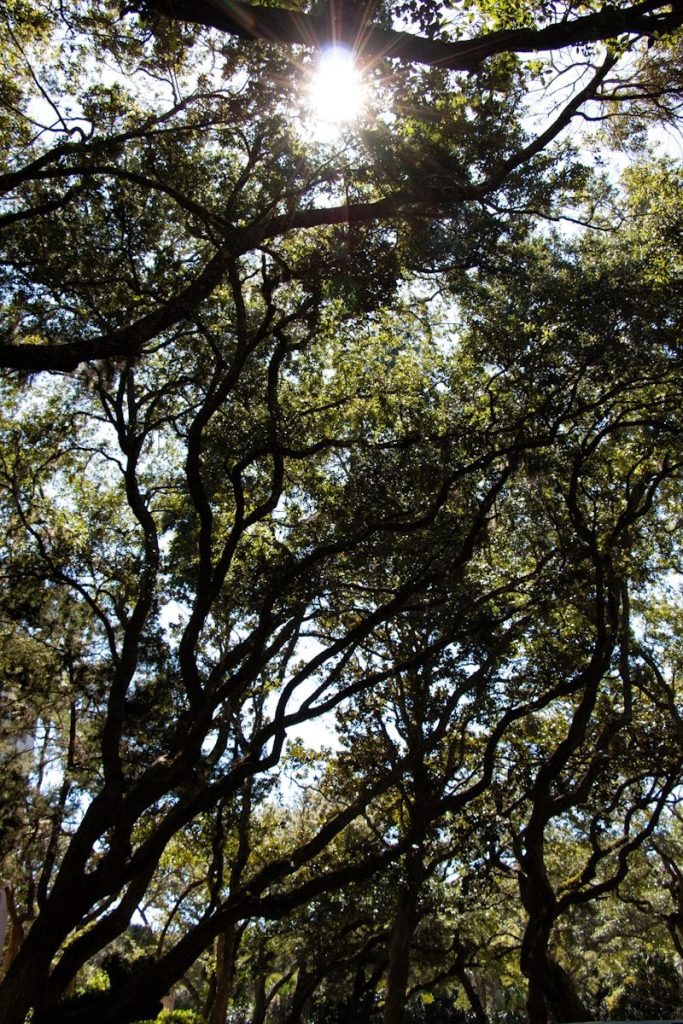 Sunlight filters through dense green tree branches.