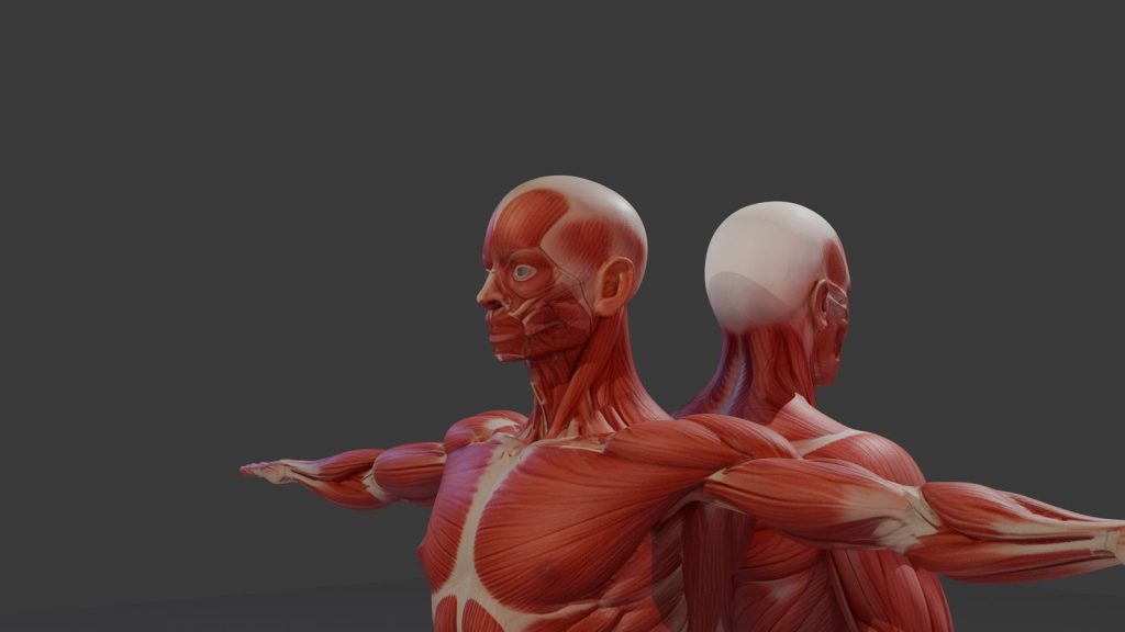 Two human muscular system anatomical models on a gray background.