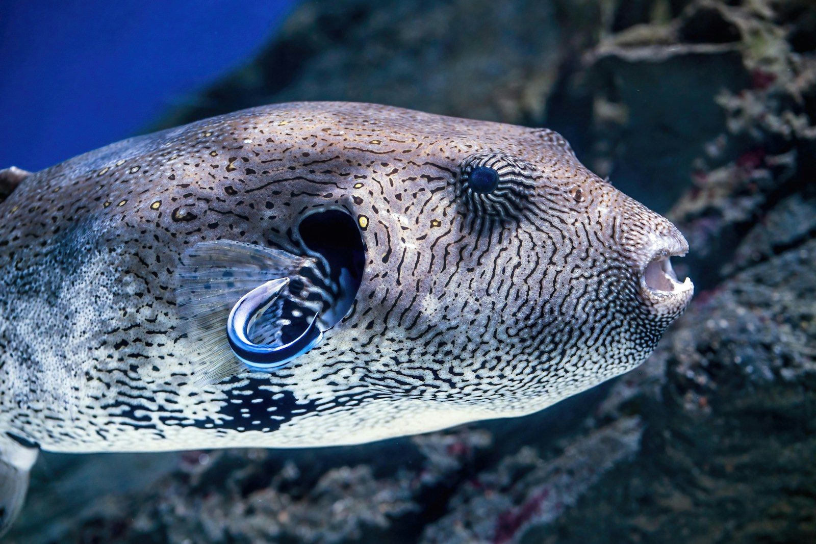 The Massive Deep Sea Giant Shattering World Records