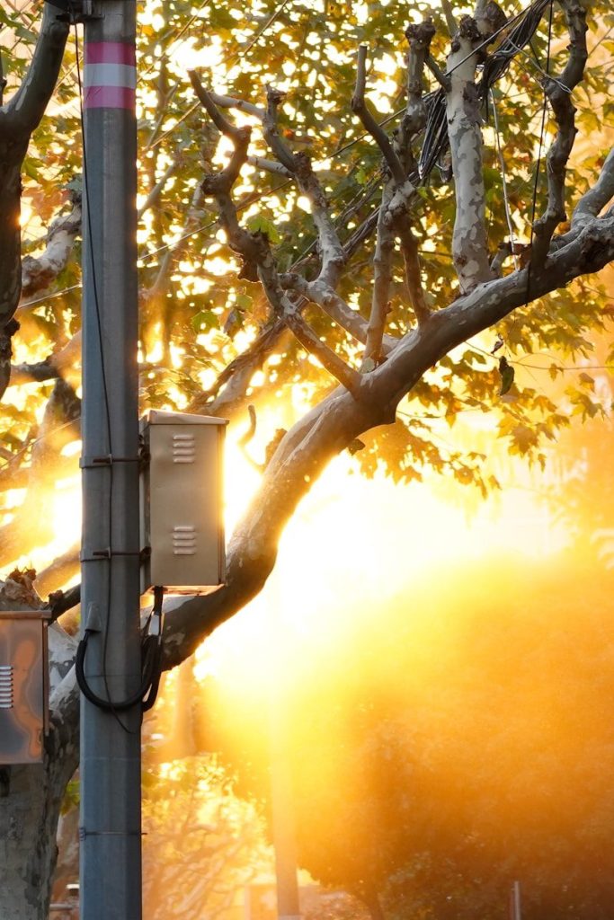 a street light on a pole with a tree in the background