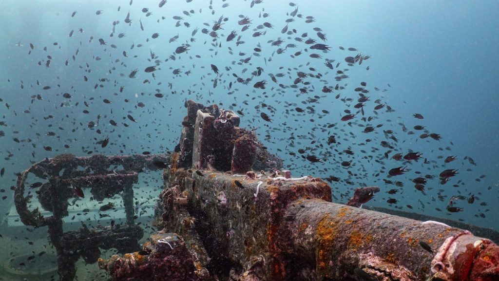 school of fish in water