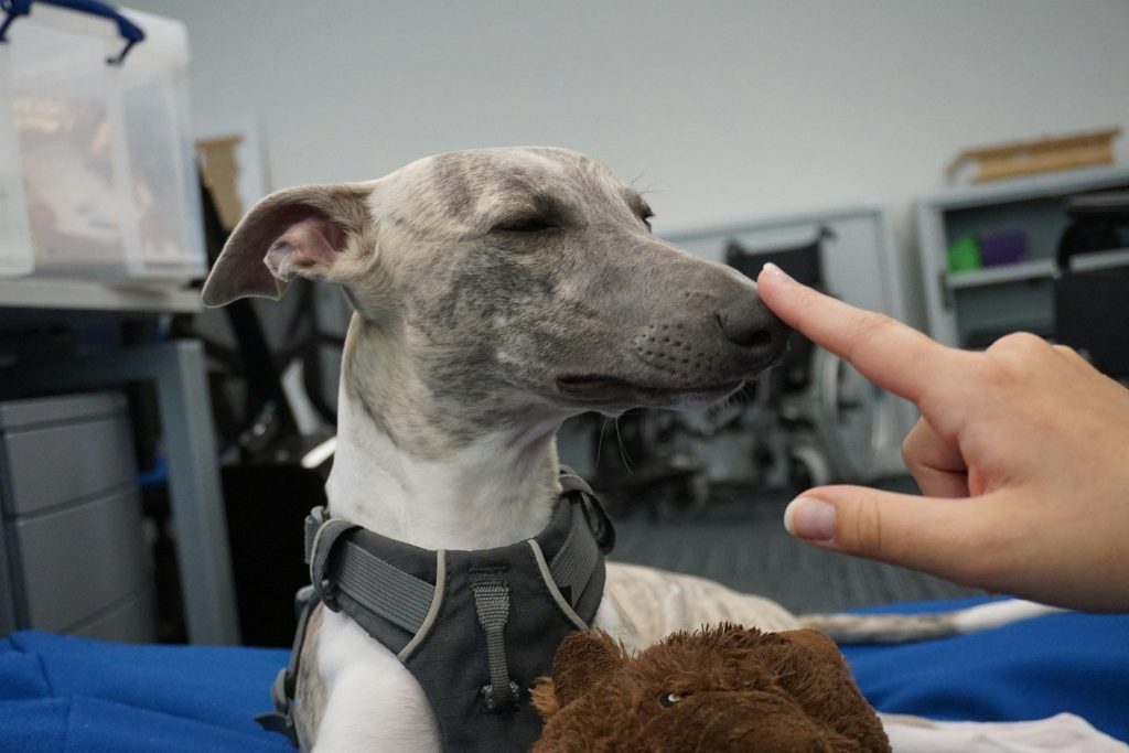 a dog is being petted by a person