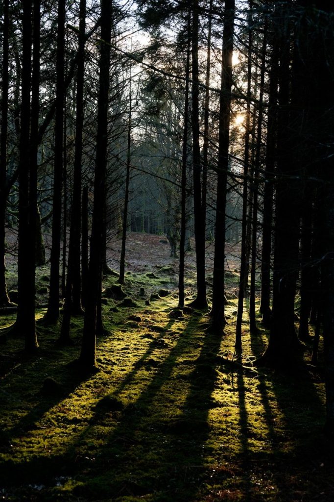 Sunlight streams through a dark forest with long shadows.