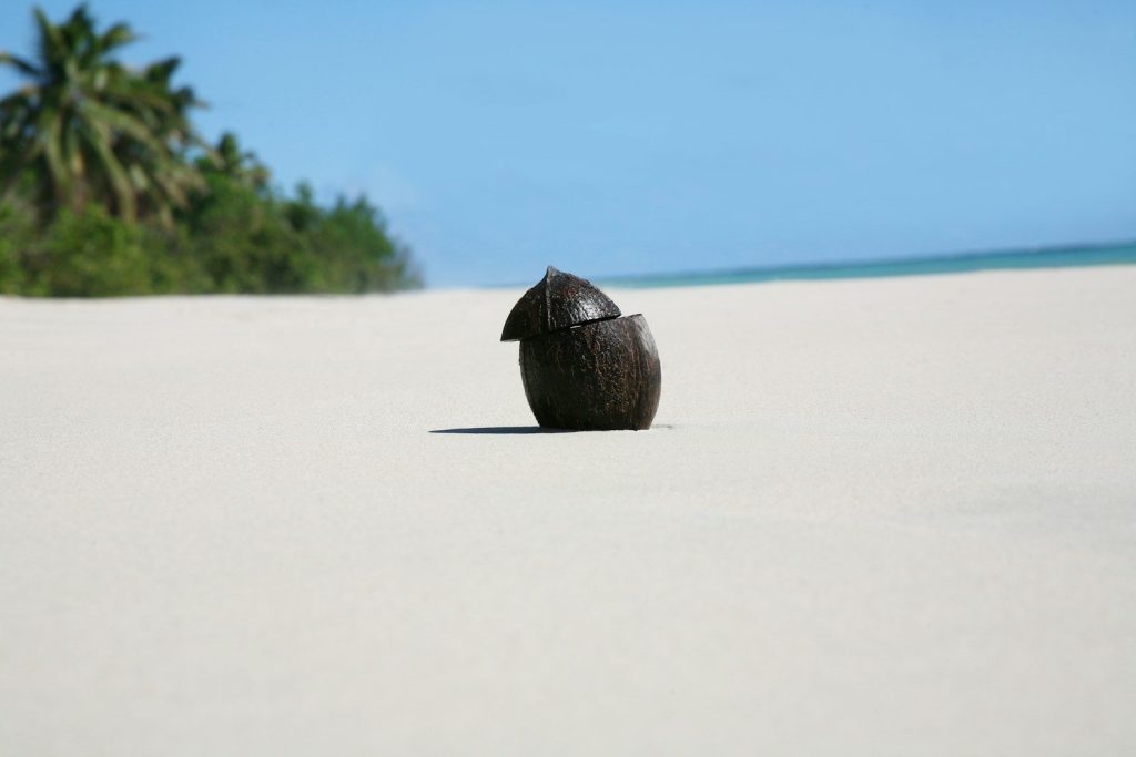 black coconut shell on shore