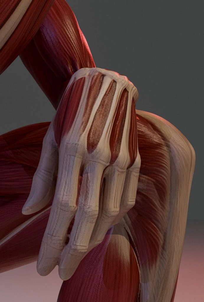 Detailed anatomical model showing human hand muscles and tendons.