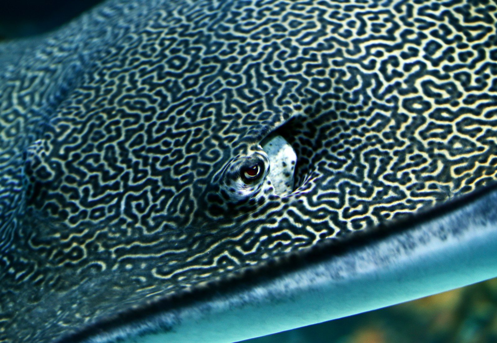 The Invisible Ocean Creature Vanishing Right Before Your Eyes