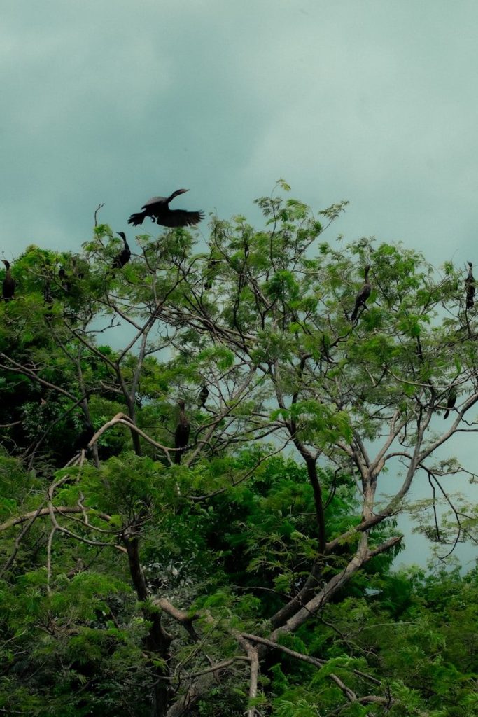 Birds flying and perched in a green tree.