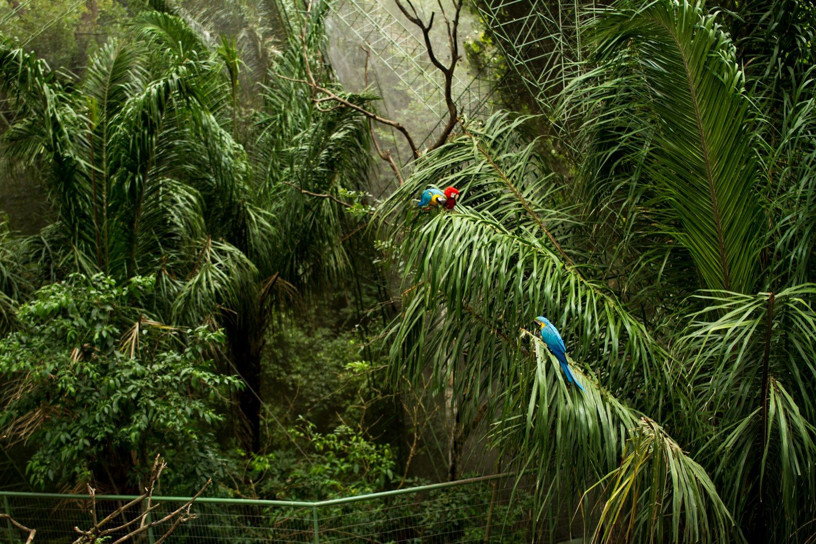 The Terrifying Apex Bird Hunting Sloths in the Canopy