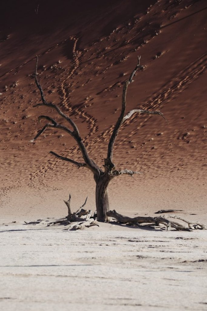 A dead tree stands in a dry, sandy desert landscape.