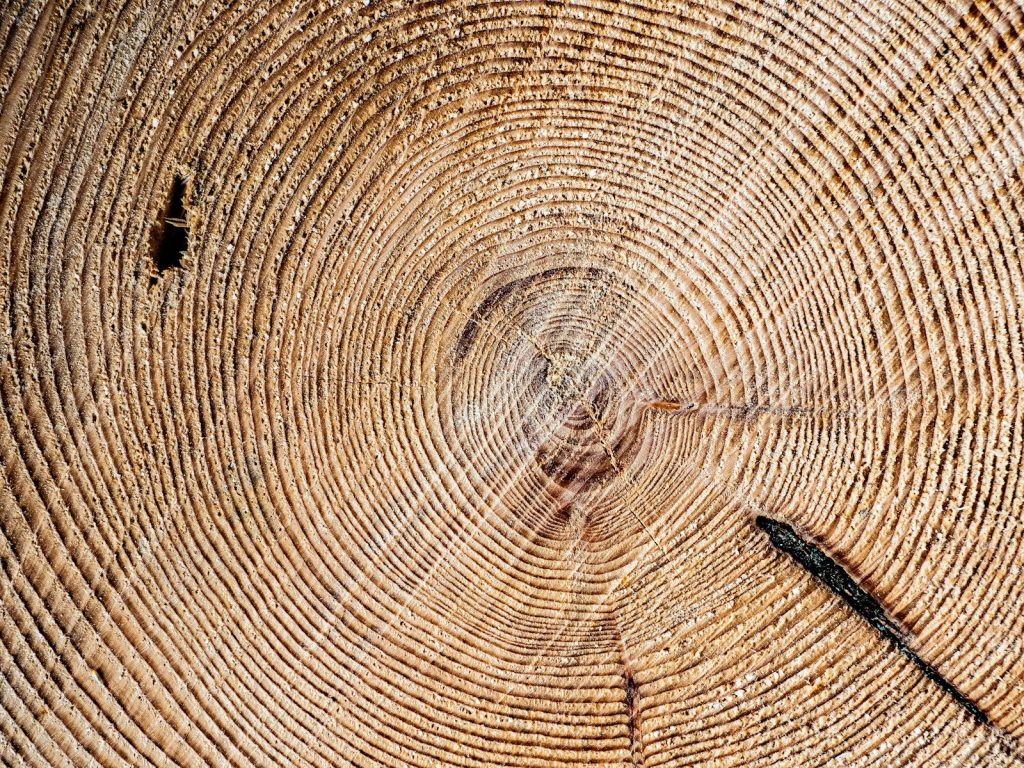 Close-up of a tree trunk cross-section with rings.