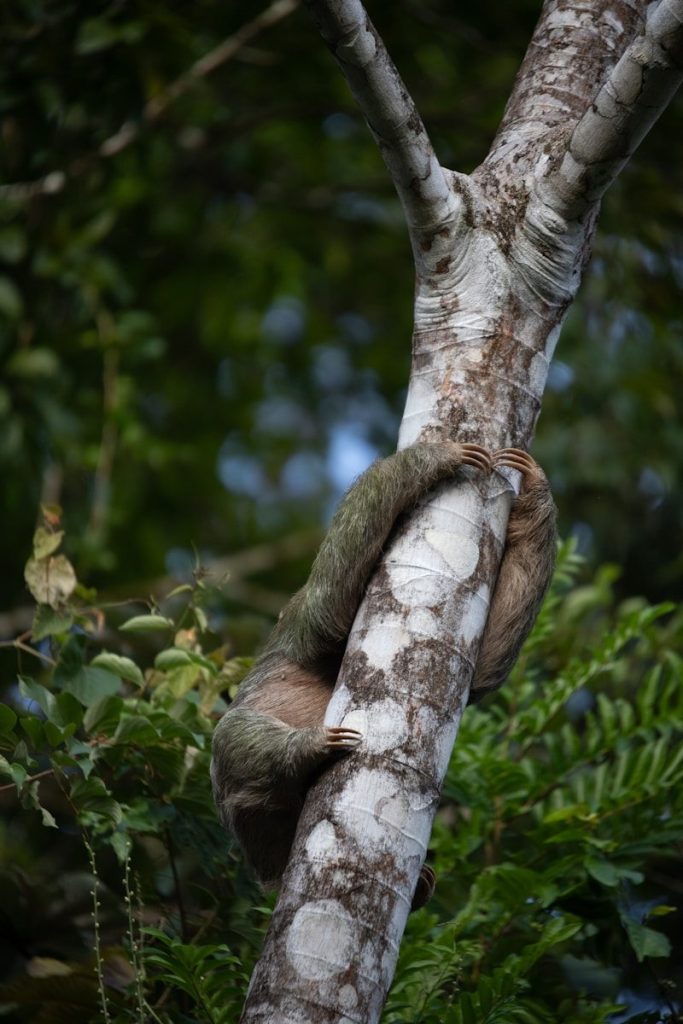 A sloth climbing up a tree in a forest
