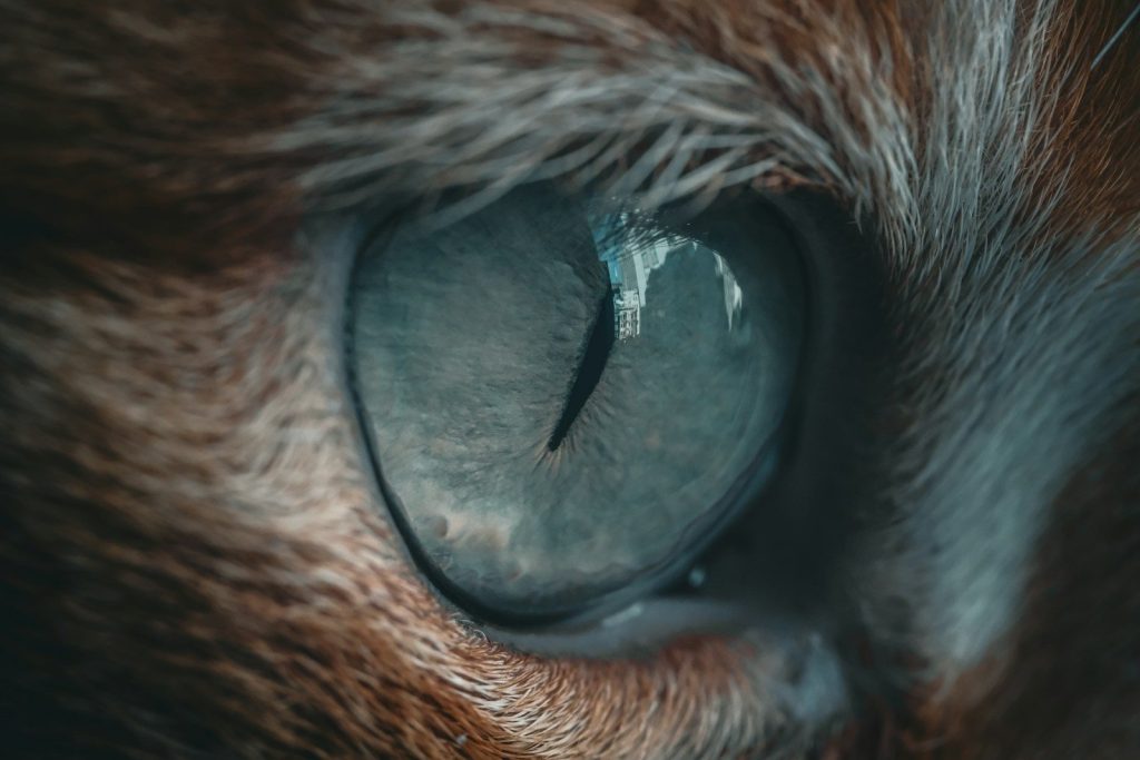 A close up of a cat's blue eyes