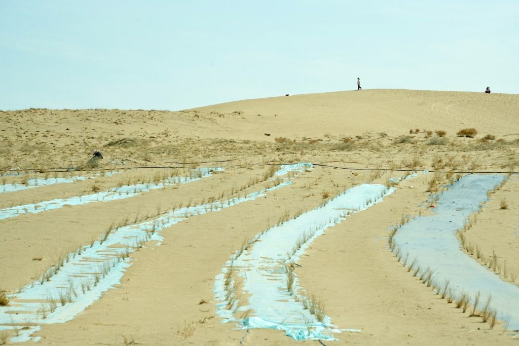 Sand dunes with rows of planted vegetation and irrigation channels.
