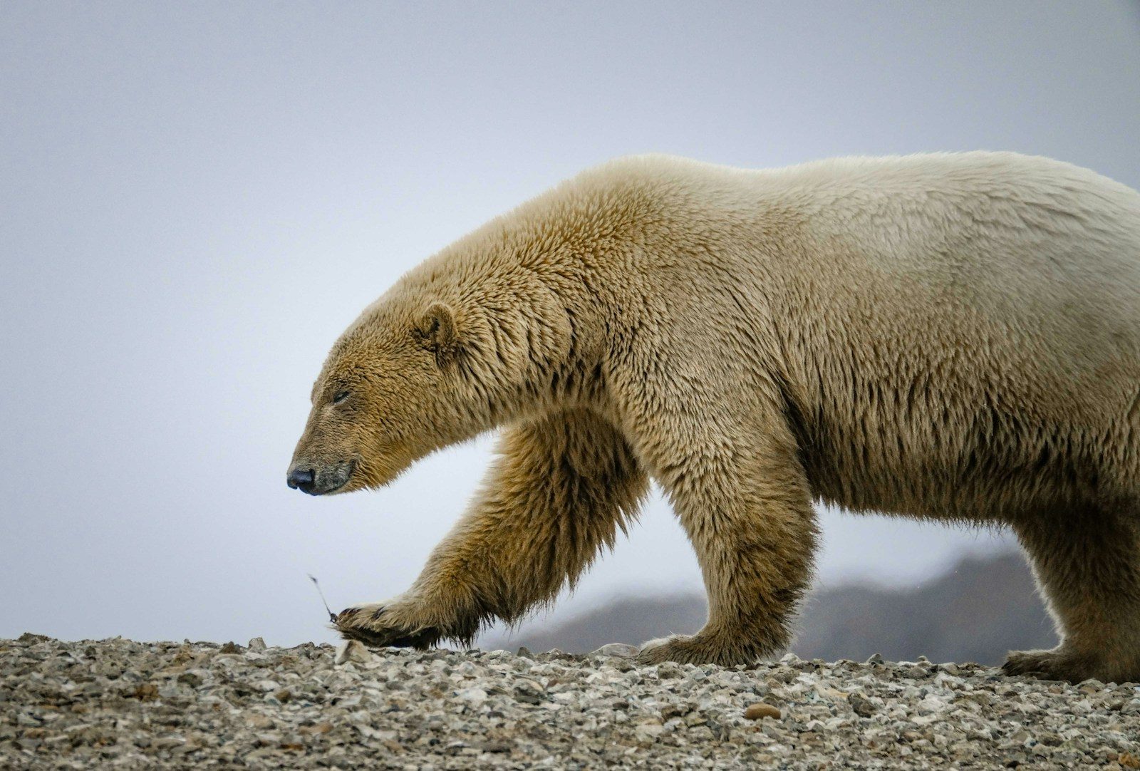 Why Hybrid Bears are Suddenly Multiplying in the Arctic