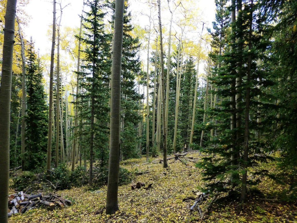 A forest filled with lots of tall trees