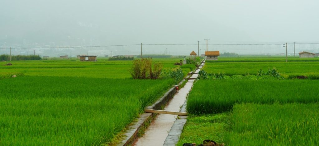 Green rice fields with a water channel and distant structures.