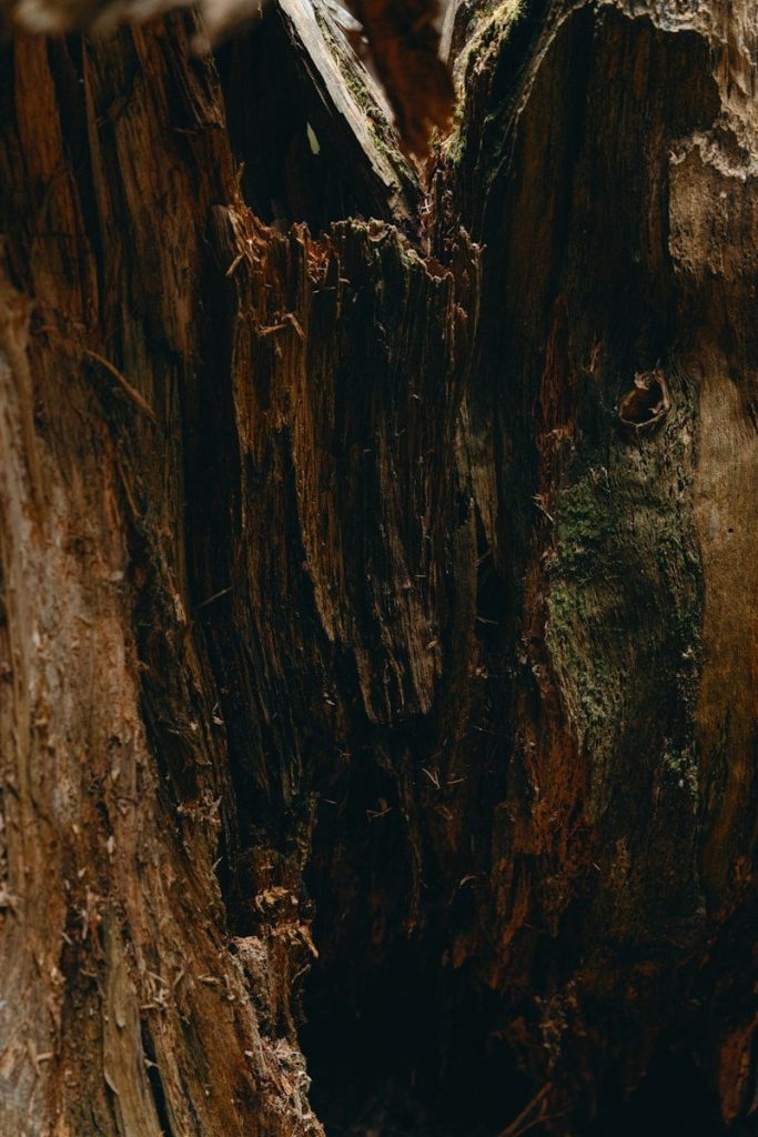 a bird perched on top of a tree stump