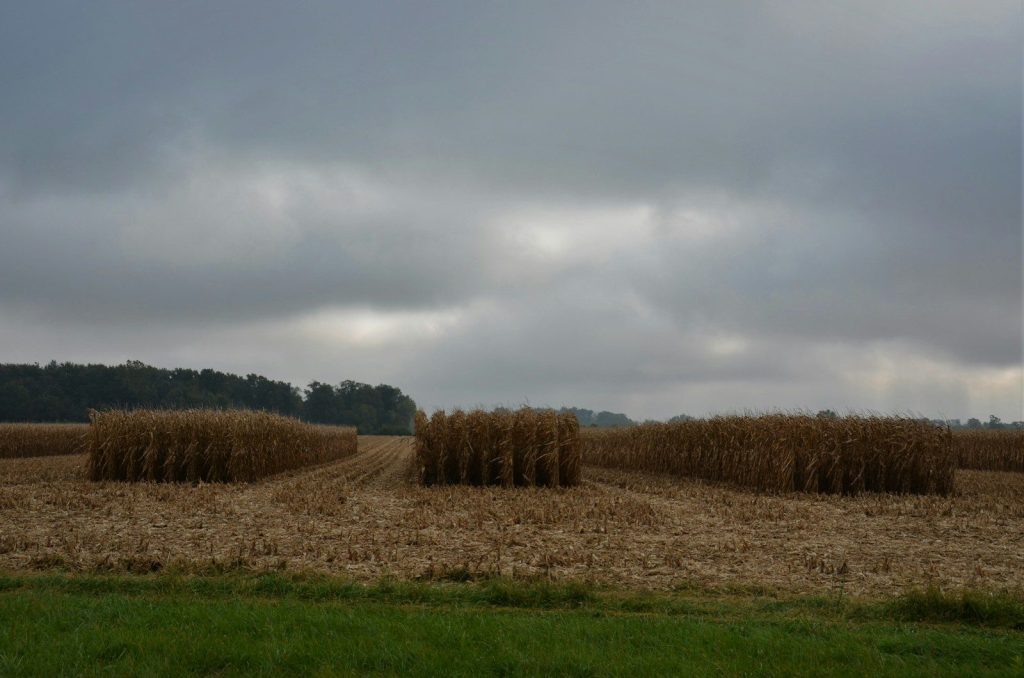 a field with a bunch of hay in the middle of it