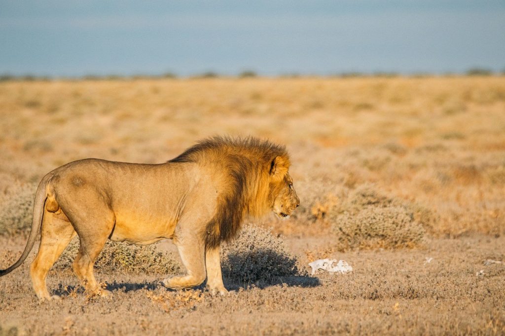 A male lion walks across a dry savanna landscape.