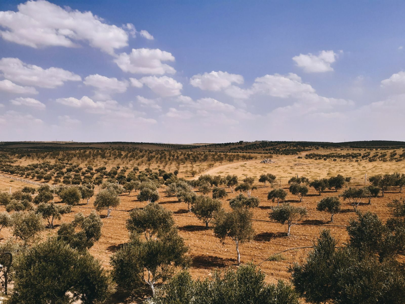 Why China’s Sixty-Six Billion Desert Trees Are Defying Science