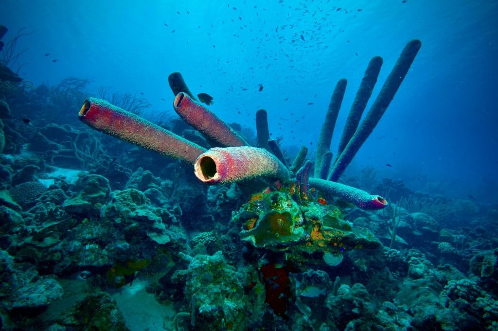 Colorful coral reef with tube sponges in the Caribbean Sea, showcasing rich marine biodiversity.