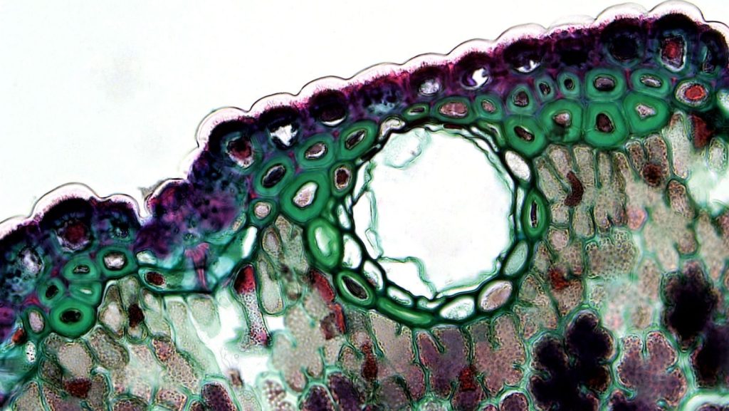 Microscope image showcasing a vibrant cross-section of a plant cell, highlighting its cellular structure.