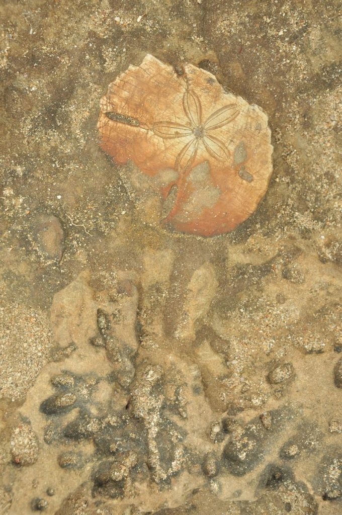 Close-up of a fossilized sand dollar embedded in a rocky surface, showcasing natural history.
