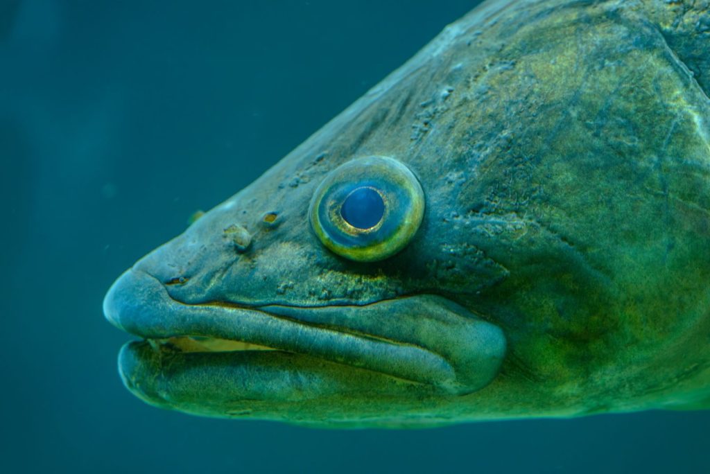 Detailed close-up of a fish underwater showcasing its eye and textured skin.