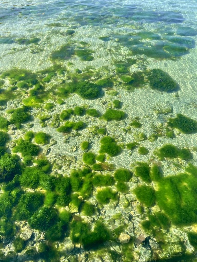 Crystal clear waters in Odesa, Ukraine revealing a lush seabed of vibrant seaweed.