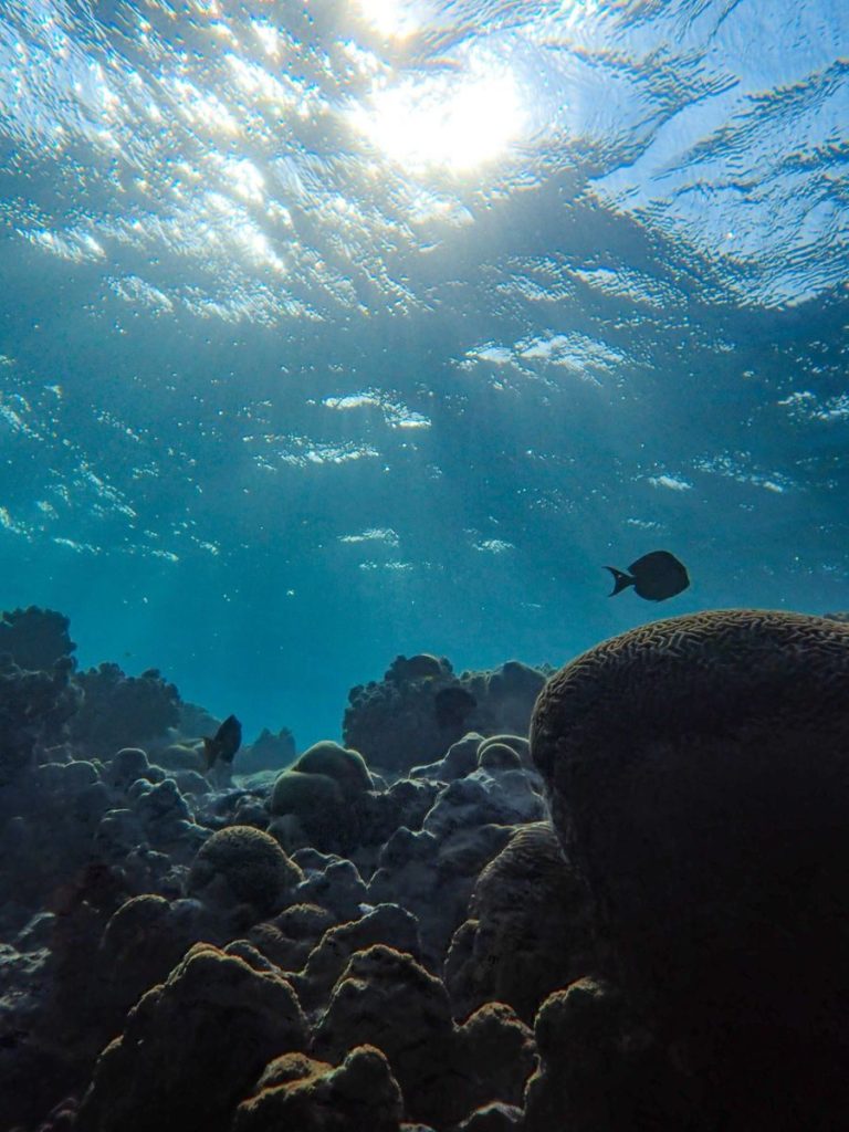 Beautiful underwater scene showcasing vibrant coral reefs and marine life. Perfect for ocean lovers.