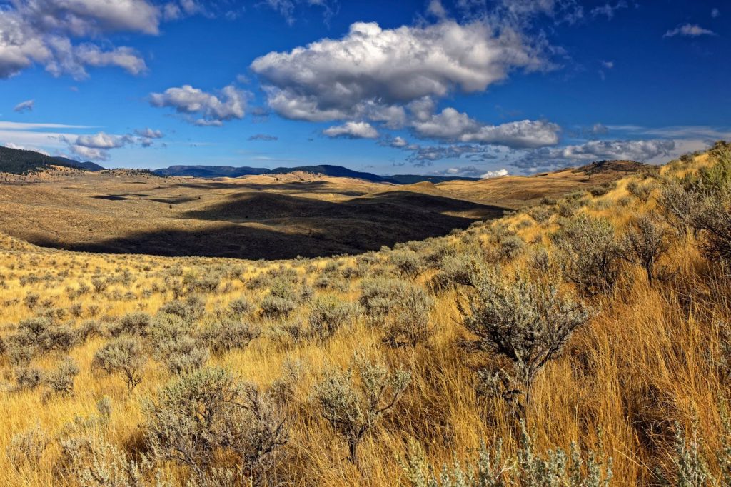 Vast and beautiful grassland landscape with shrubs and clouds, showcasing nature's tranquility.