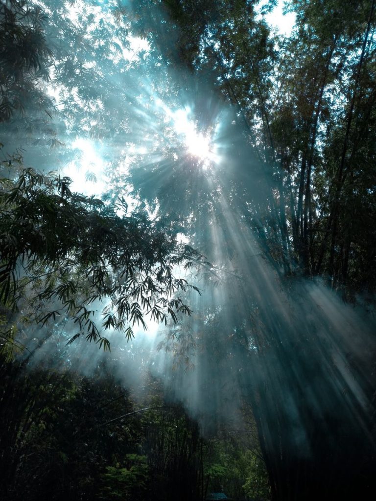 Majestic sunrays piercing through bamboo trees in a foggy forest in Bojonegoro, East Java, Indonesia.