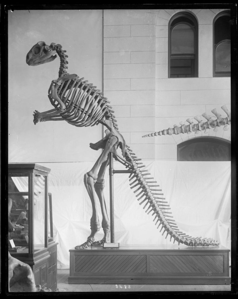 Dinosaur skeleton displayed in a museum exhibit hall.