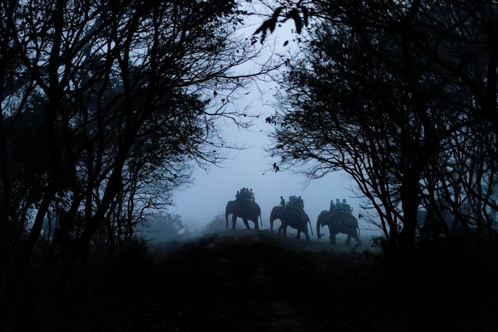 Silhouettes of elephants and people in a misty forest, creating a serene and mysterious atmosphere.