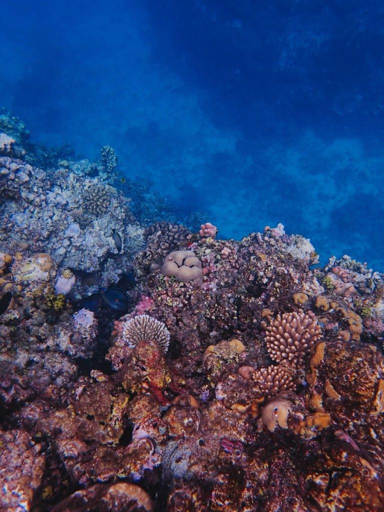 A vibrant coral reef teeming with marine life beneath the clear blue ocean, showcasing underwater biodiversity.
