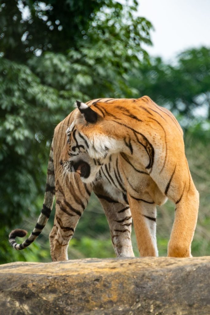 A fierce tiger roaring on a rock amidst lush greenery, showcasing its wild majesty.