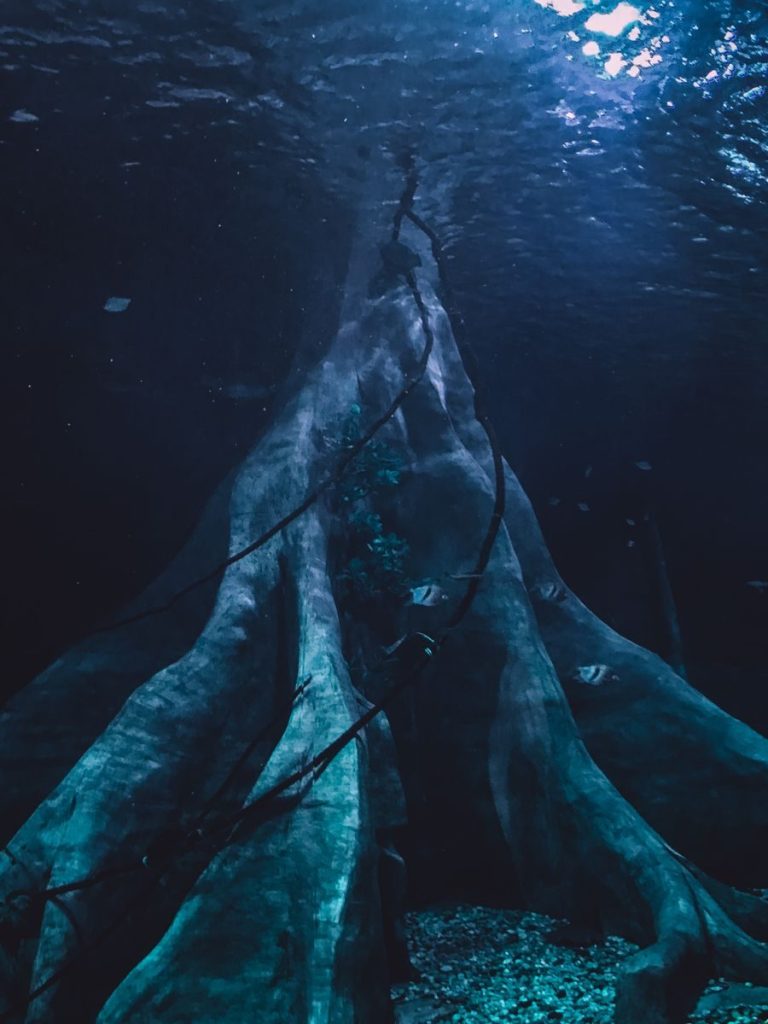 Submerged tree roots in dark, mysterious underwater scene.