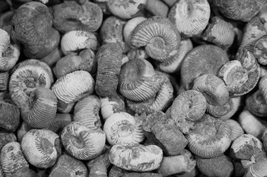 Detailed black and white close-up of ammonite fossils showcasing intricate textures.