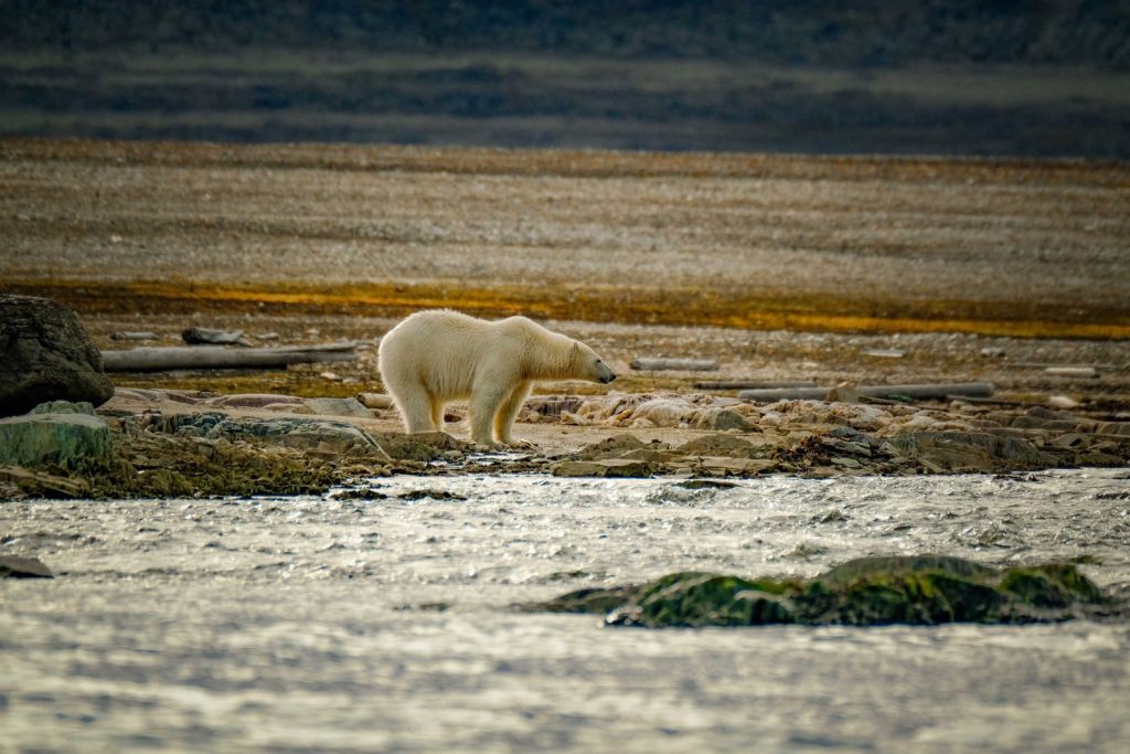 Polar bear walking along a rocky shore, showcasing the beauty of Arctic wildlife.