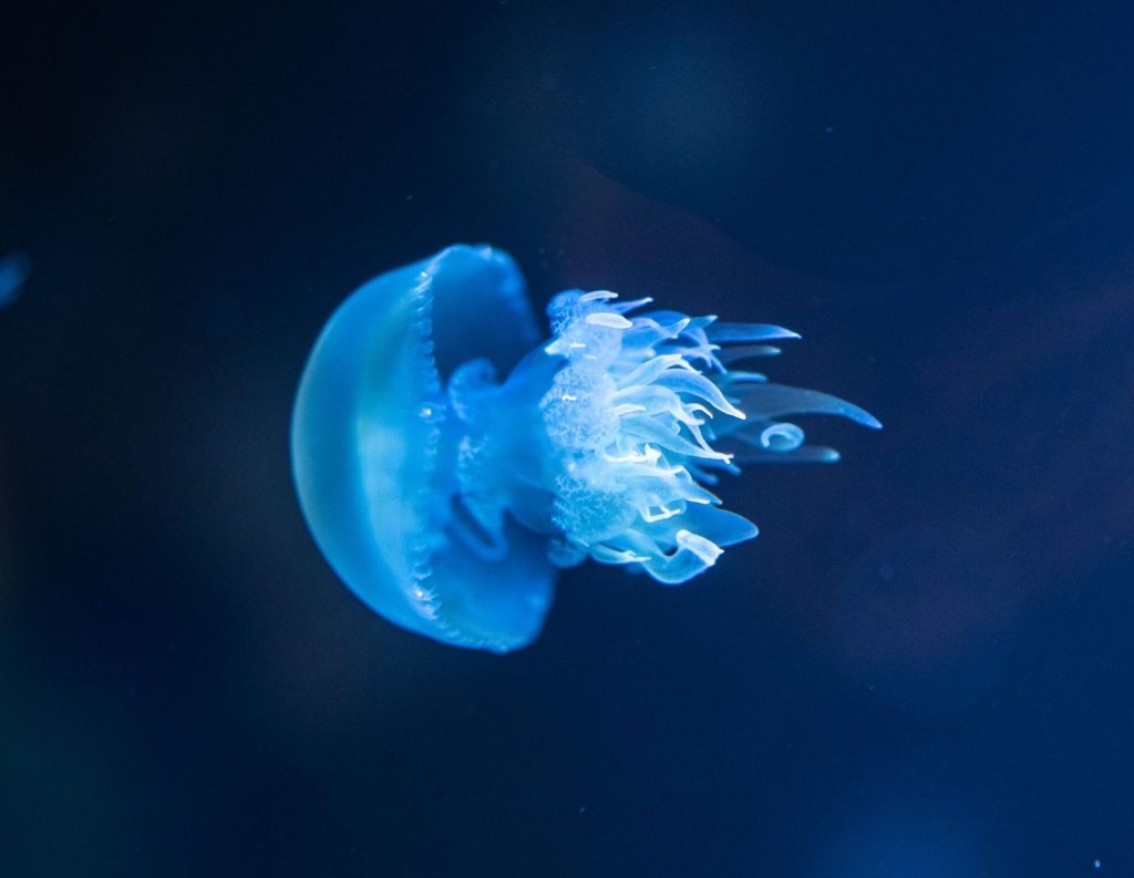 A stunning blue jellyfish gracefully floats underwater, showcasing aquatic beauty.