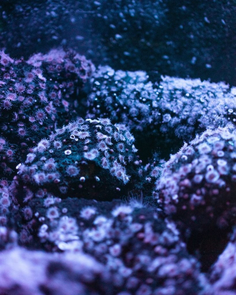 Close-up of colorful corals in a vibrant underwater reef environment with marine life.