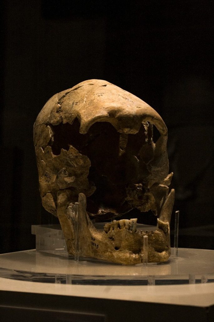 A human skull on display in a museum