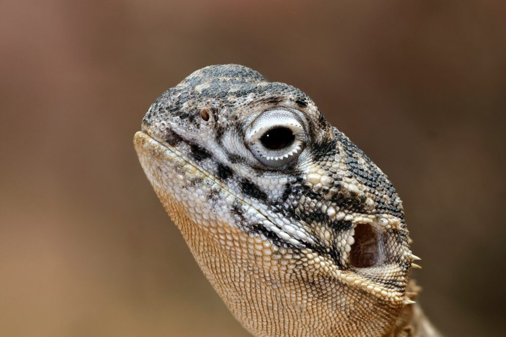 Close-up of a lizard's head with detailed scales.