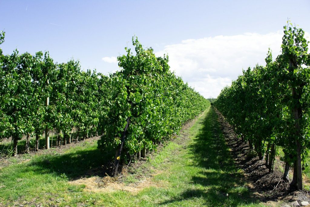 Long rows of green trees in an orchard.