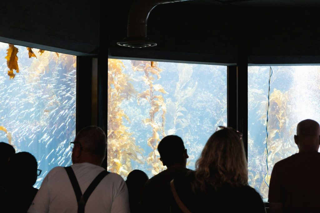 People watch kelp forest in large aquarium window